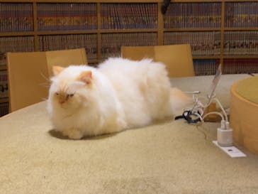 猫カフェモカ　新宿店に投稿された画像（2025/1/21）