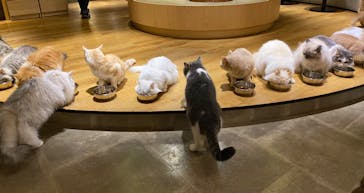 猫カフェモカ　新宿店に投稿された画像（2025/1/21）
