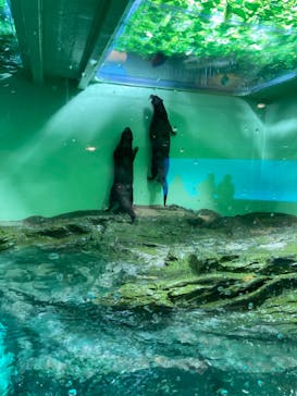 しながわ水族館に投稿された画像（2025/1/21）