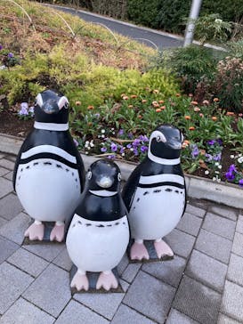 しながわ水族館に投稿された画像（2025/1/21）