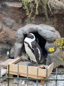 サンシャイン水族館に投稿された画像（2025/1/21）