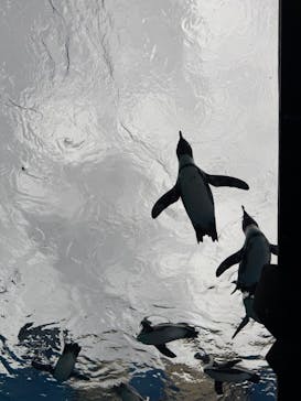 サンシャイン水族館に投稿された画像（2025/1/21）