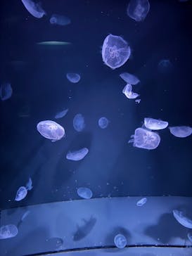 サンシャイン水族館に投稿された画像（2025/1/21）