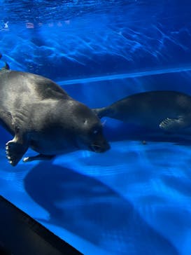 サンシャイン水族館に投稿された画像（2025/1/21）