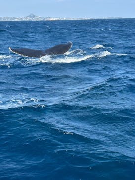 Sea World（シーワールド）に投稿された画像（2025/1/22）