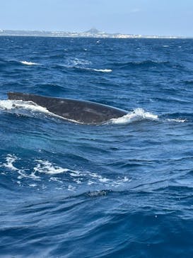 Sea World（シーワールド）に投稿された画像（2025/1/22）