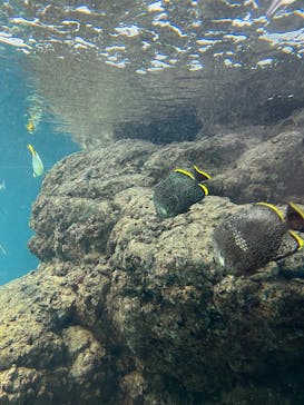 葛西臨海水族園に投稿された画像（2025/1/22）
