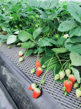 ICHIGOHOUSE.HITACHINAKAに投稿された画像（2025/1/22）