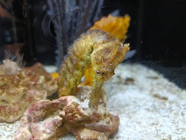 横浜開運水族館 フォーチュンアクアリウムに投稿された画像（2025/1/22）