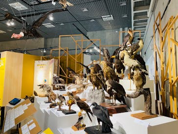 特別展「鳥 ～ゲノム解析が解き明かす新しい鳥類の系統～」国立科学博物館に投稿された画像（2025/1/22）