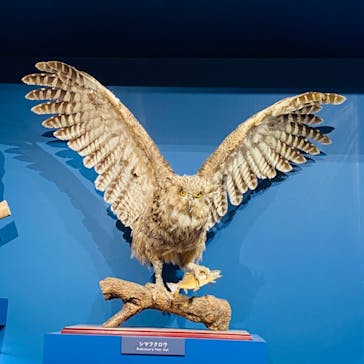 特別展「鳥 ～ゲノム解析が解き明かす新しい鳥類の系統～」国立科学博物館に投稿された画像（2025/1/22）