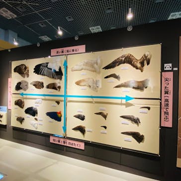 特別展「鳥 ～ゲノム解析が解き明かす新しい鳥類の系統～」国立科学博物館に投稿された画像（2025/1/22）