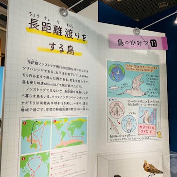 特別展「鳥 ～ゲノム解析が解き明かす新しい鳥類の系統～」国立科学博物館に投稿された画像（2025/1/22）