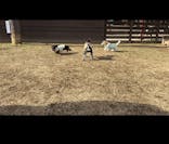 わんダフルネイチャーヴィレッジに投稿された画像（2025/1/22）