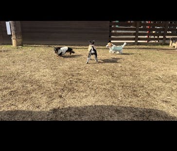 わんダフルネイチャーヴィレッジに投稿された画像（2025/1/22）