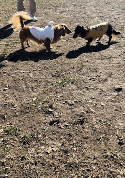 わんダフルネイチャーヴィレッジに投稿された画像（2025/1/22）