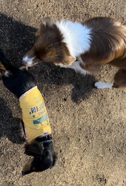 わんダフルネイチャーヴィレッジに投稿された画像（2025/1/22）