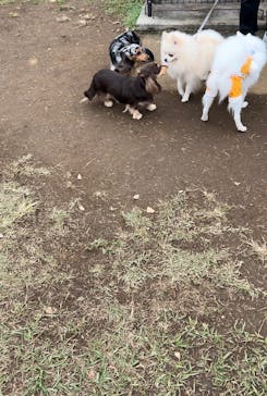 わんダフルネイチャーヴィレッジに投稿された画像（2025/1/22）