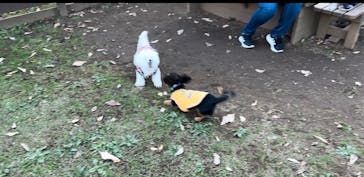 わんダフルネイチャーヴィレッジに投稿された画像（2025/1/22）