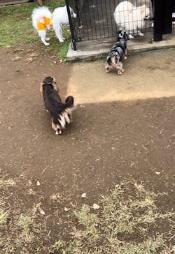 わんダフルネイチャーヴィレッジに投稿された画像（2025/1/22）