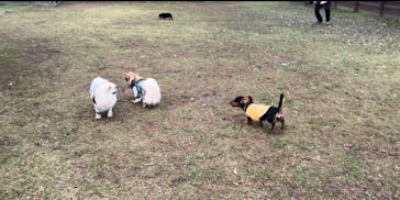 わんダフルネイチャーヴィレッジに投稿された画像（2025/1/22）