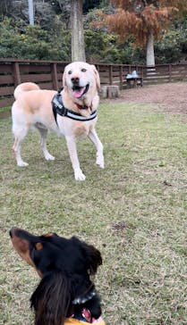 わんダフルネイチャーヴィレッジに投稿された画像（2025/1/22）