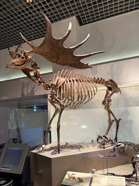 国立科学博物館に投稿された画像（2025/1/22）