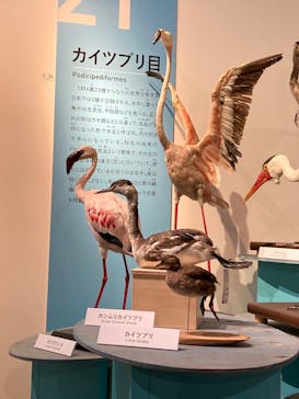 特別展「鳥 ～ゲノム解析が解き明かす新しい鳥類の系統～」国立科学博物館に投稿された画像（2025/1/22）