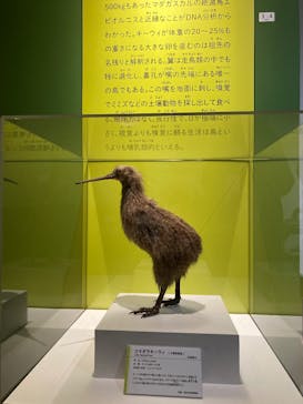 特別展「鳥 ～ゲノム解析が解き明かす新しい鳥類の系統～」国立科学博物館に投稿された画像（2025/1/22）