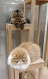 Cat Café MOFF イオンモール浜松志都呂店に投稿された画像（2025/1/23）