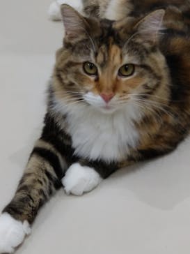 Cat Café MOFF イオンモール浜松志都呂店に投稿された画像（2025/1/22）