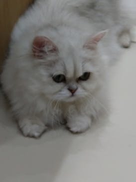 Cat Café MOFF イオンモール浜松志都呂店に投稿された画像（2025/1/22）