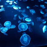 すみだ水族館に投稿された画像（2025/1/23）