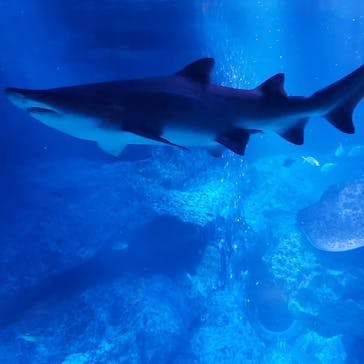 すみだ水族館に投稿された画像（2025/1/22）