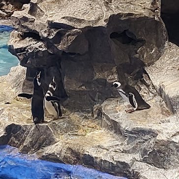 すみだ水族館に投稿された画像（2025/1/22）