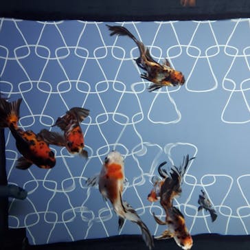 すみだ水族館に投稿された画像（2025/1/22）