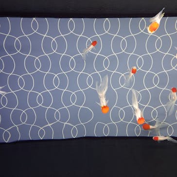 すみだ水族館に投稿された画像（2025/1/22）