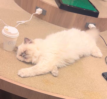 猫カフェモカ　渋谷公園通り店に投稿された画像（2025/1/23）