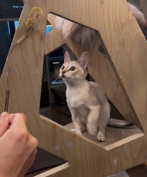 猫カフェモカ　渋谷公園通り店に投稿された画像（2025/1/23）