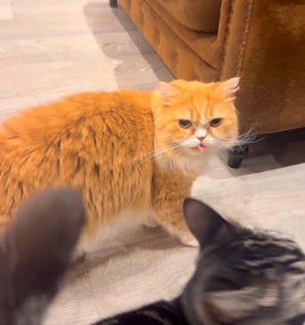 猫カフェモカ　渋谷公園通り店に投稿された画像（2025/1/23）