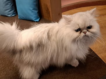 猫カフェモカ 名古屋栄店に投稿された画像（2025/1/23）