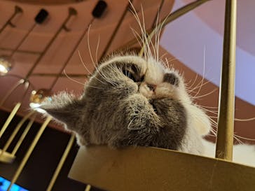 猫カフェモカ 名古屋栄店に投稿された画像（2025/1/23）