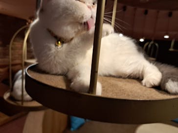 猫カフェモカ 名古屋栄店に投稿された画像（2025/1/23）