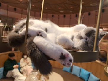 猫カフェモカ 名古屋栄店に投稿された画像（2025/1/23）