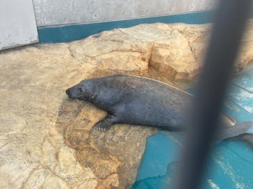 大分マリーンパレス水族館 「うみたまご」に投稿された画像（2025/1/23）