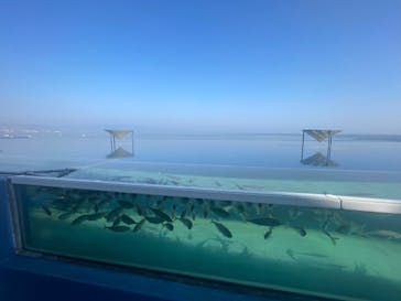 大分マリーンパレス水族館 「うみたまご」に投稿された画像（2025/1/23）