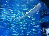 アクアワールド茨城県大洗水族館に投稿された画像（2025/1/23）