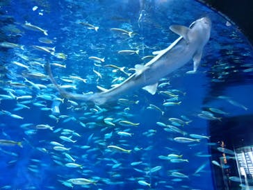 アクアワールド茨城県大洗水族館に投稿された画像（2025/1/23）