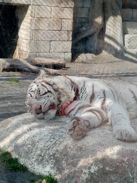東武動物公園に投稿された画像（2025/1/23）