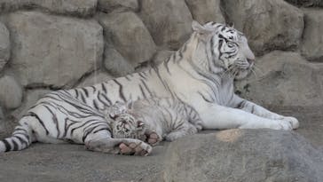 東武動物公園に投稿された画像（2025/1/23）